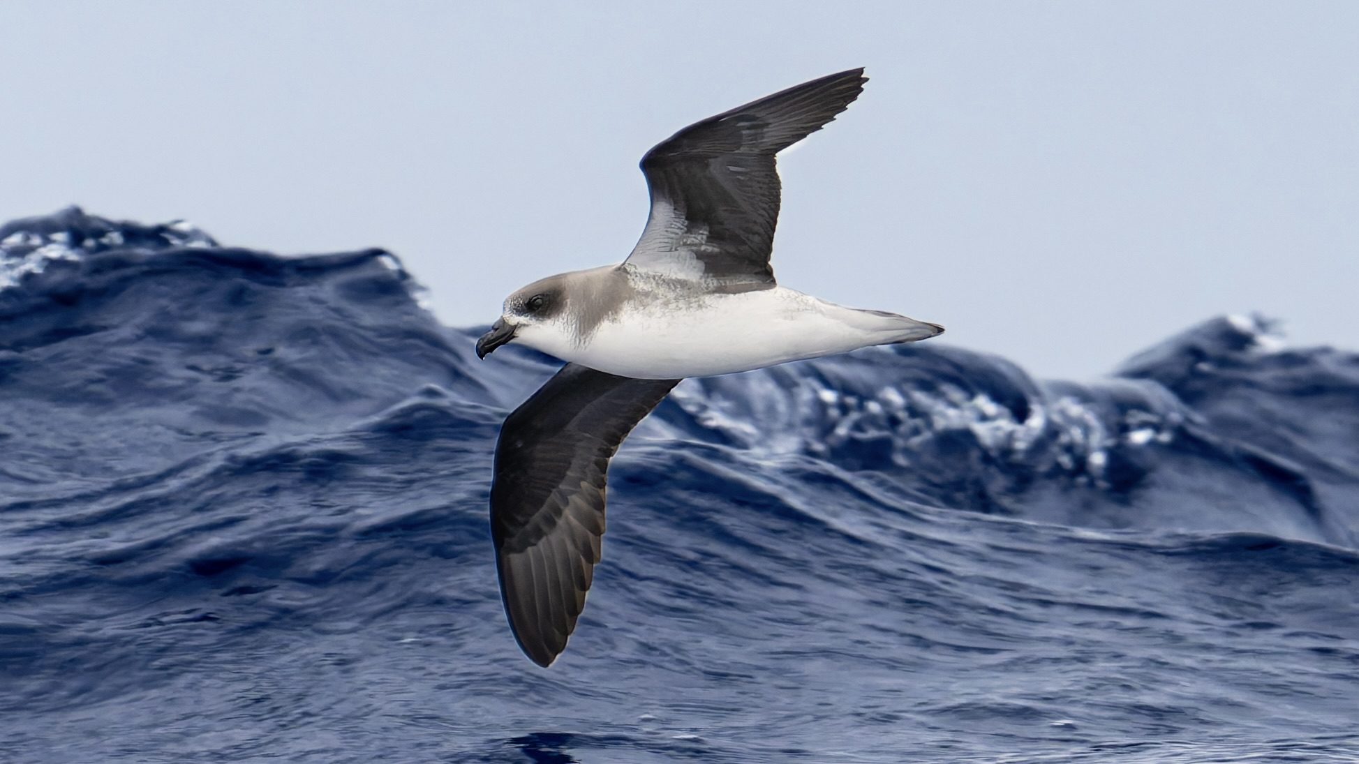 Desertas Petrel