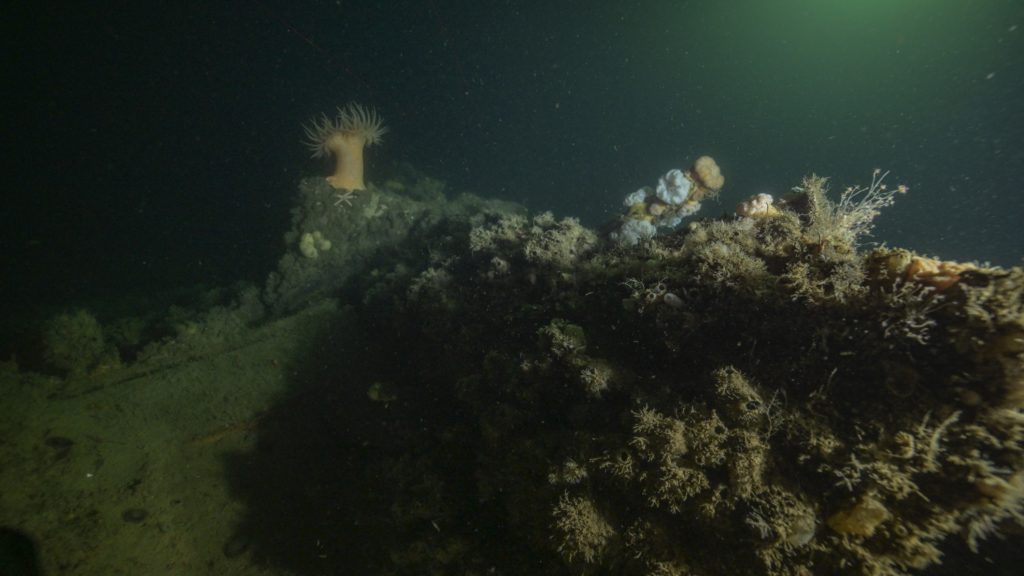 A diverse ecosystem on a shipwreck
