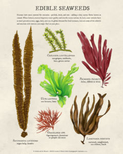 Edible Seaweed