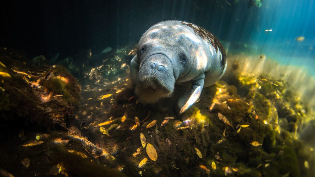 manatee in mangroves