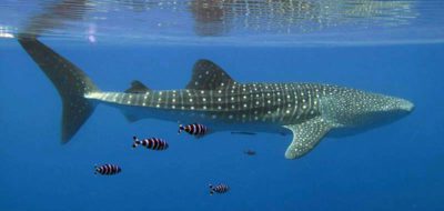 whale shark
