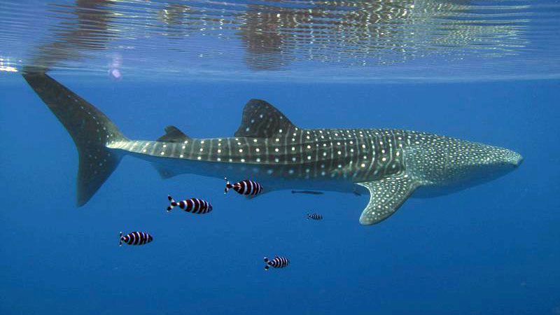 whale shark