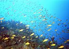 coral-reef-fish 140x100