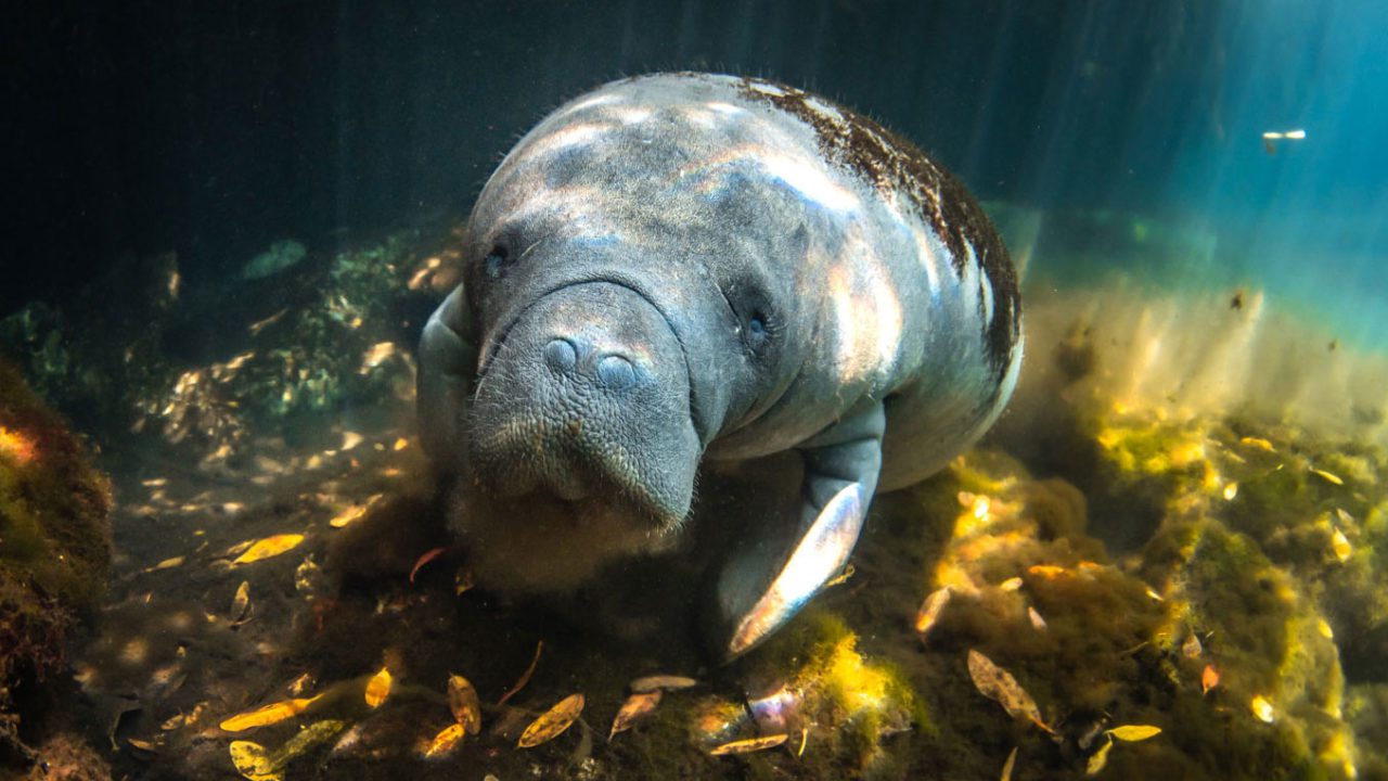 How do manatees stay hydrated? - Woods Hole Oceanographic Institution