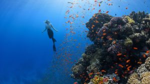 diver