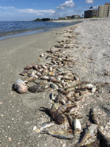 Karenia brevis fish kill