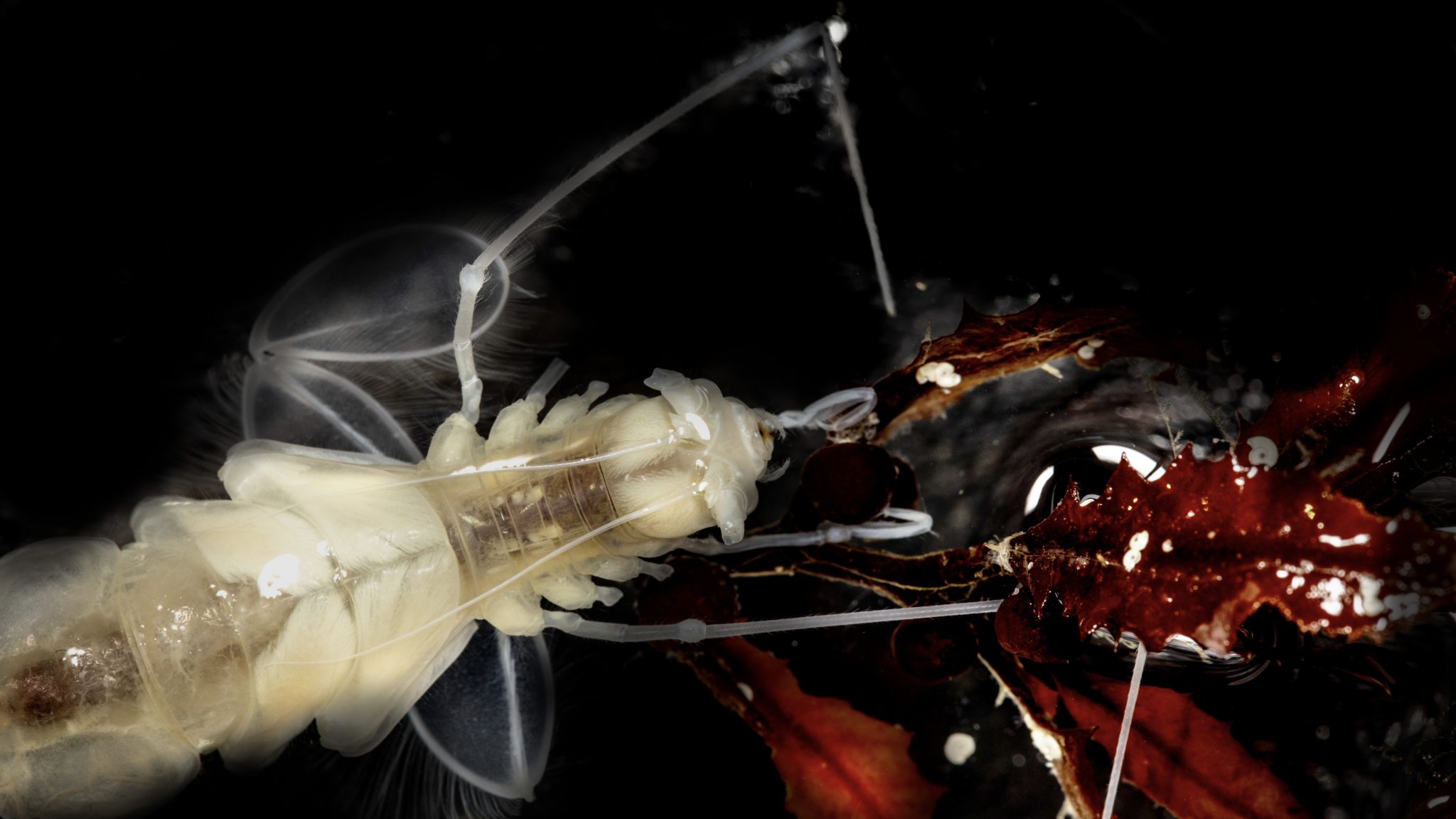 Swimming crustacean eats unlikely food source in the deep ocean