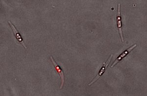 Phytoplankton