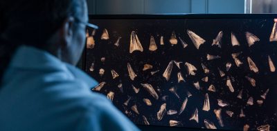 shark teeth