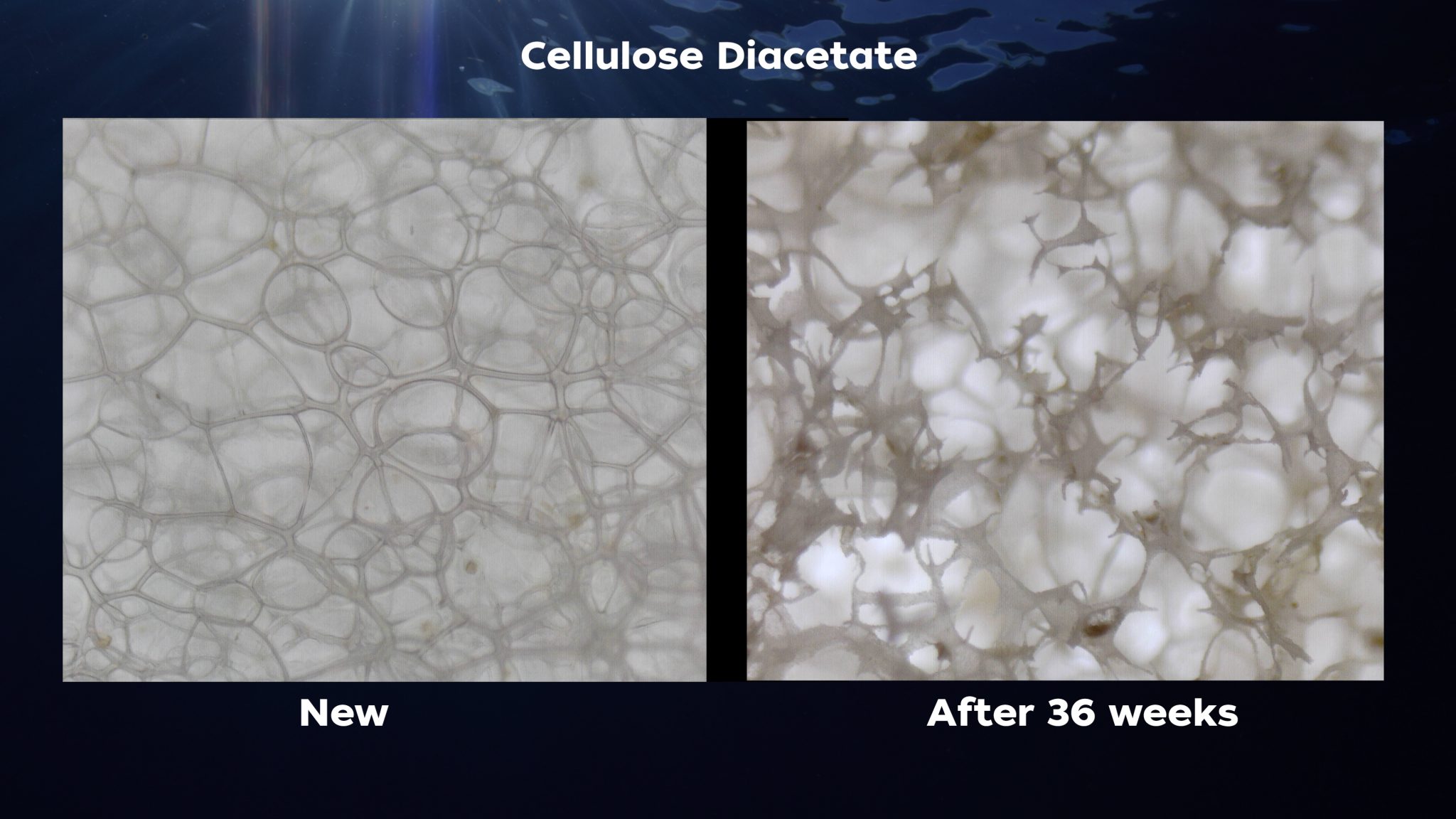 WHOI Scientists Discover Fastest Degrading Bioplastic in Seawater