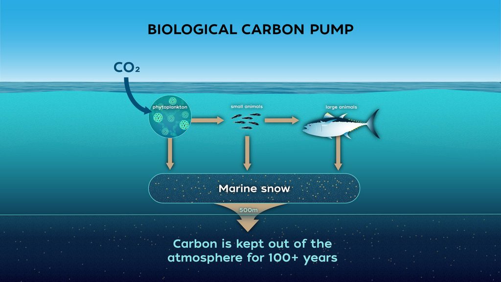 The biological carbon pump plays an important role in the removal of atmospheric carbon. (Illustration by Charin Park, © Woods Hole Oceanographic Institution)