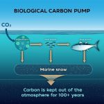The biological carbon pump plays an important role in the removal of atmospheric carbon. (Illustration by Charin Park, © Woods Hole Oceanographic Institution)