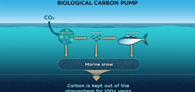The biological carbon pump plays an important role in the removal of atmospheric carbon. (Illustration by Charin Park, © Woods Hole Oceanographic Institution)
