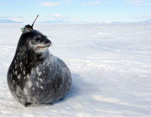 Tagged seal