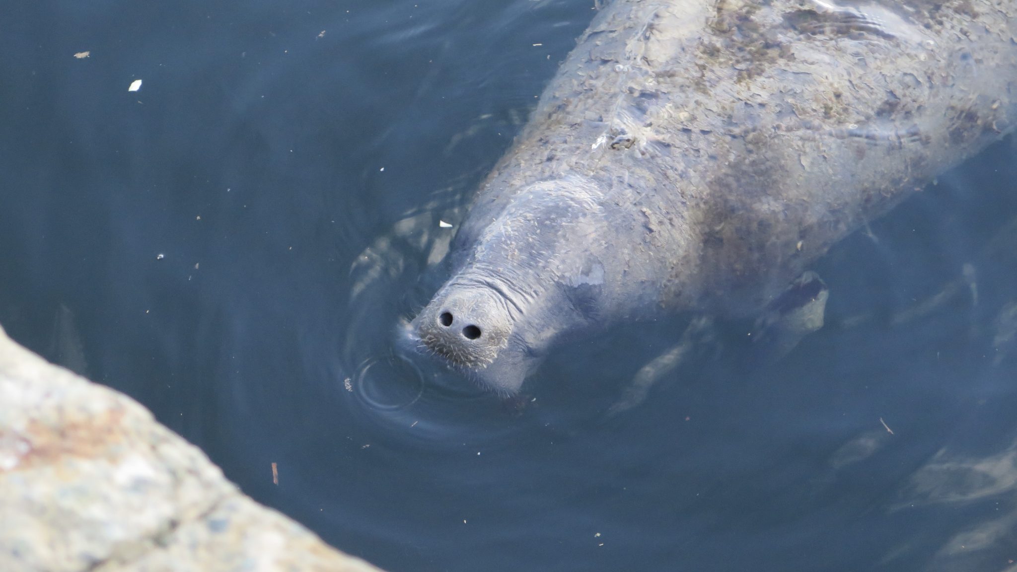 WHOI and Brazil-based NGO partner to save West Indian manatee