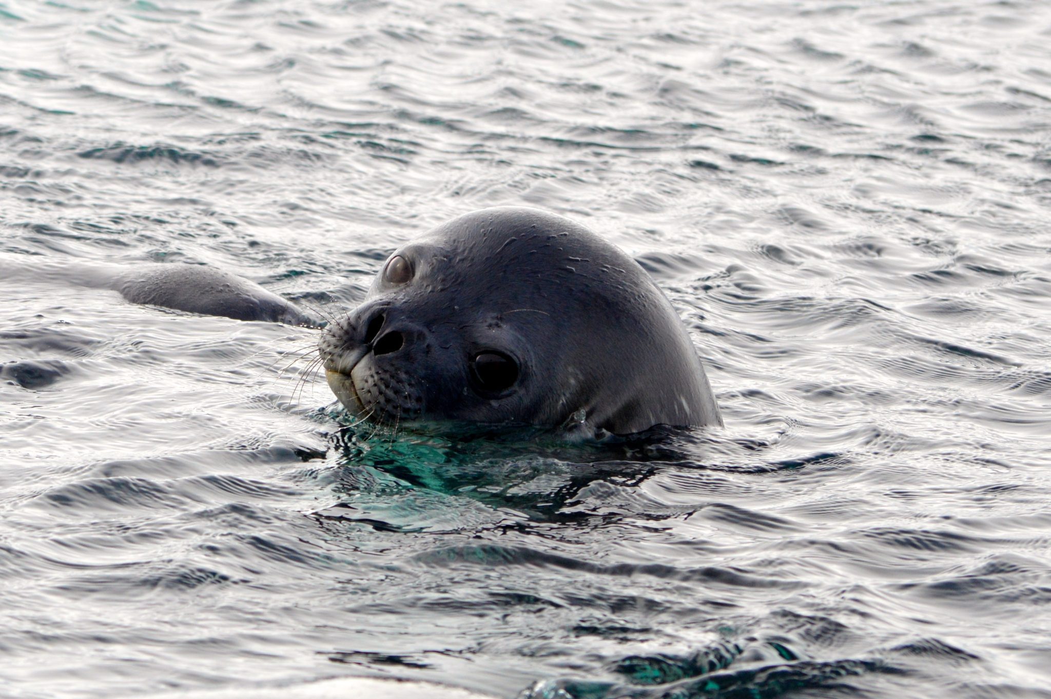 Weddell seals in the Antarctic strategically time their most extreme dives to maximize foraging