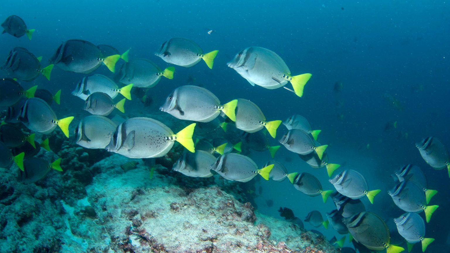 school of fish