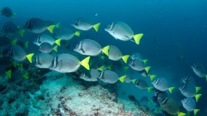 school of fish