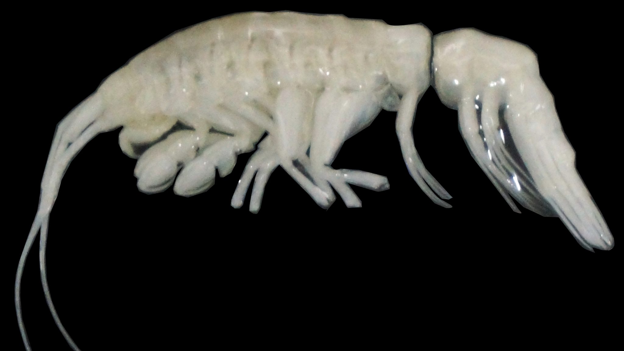 Woods Hole Oceanographic Institution and partners discover new ocean predator in the Atacama Trench