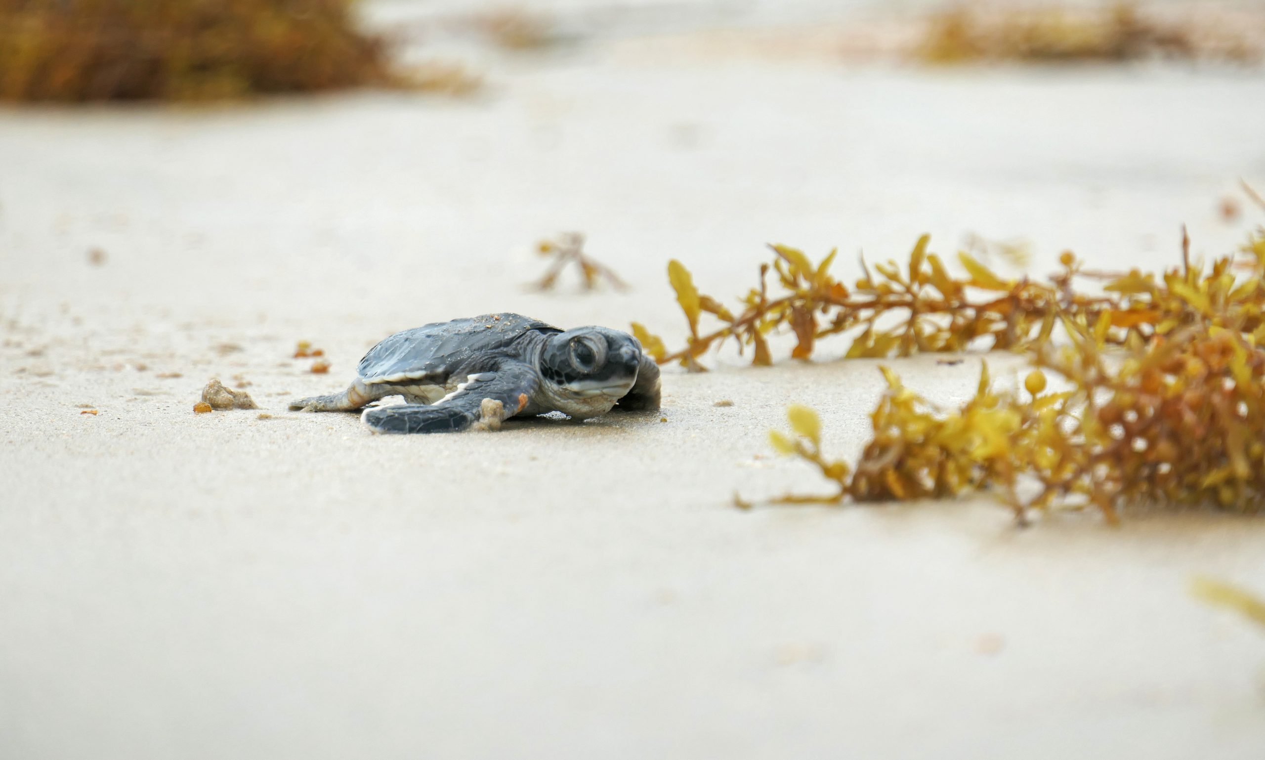 A green sea turtle hatchling begins its journey toward the sea. (Photo by Francesco Ventura, © Woods Hole Oceanographic Institution)