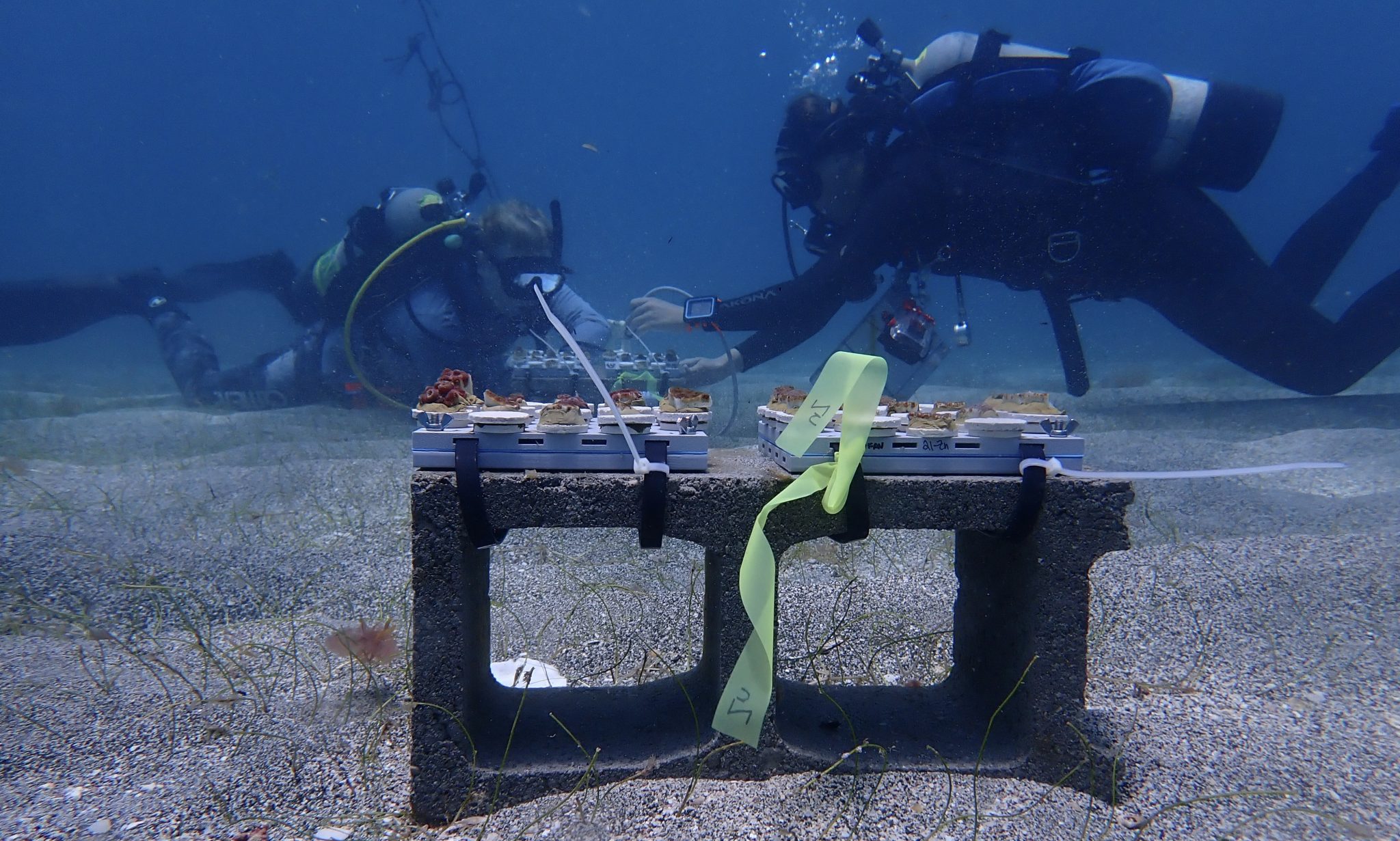 Could a multivitamin help save coral reefs? Preliminary data says yes