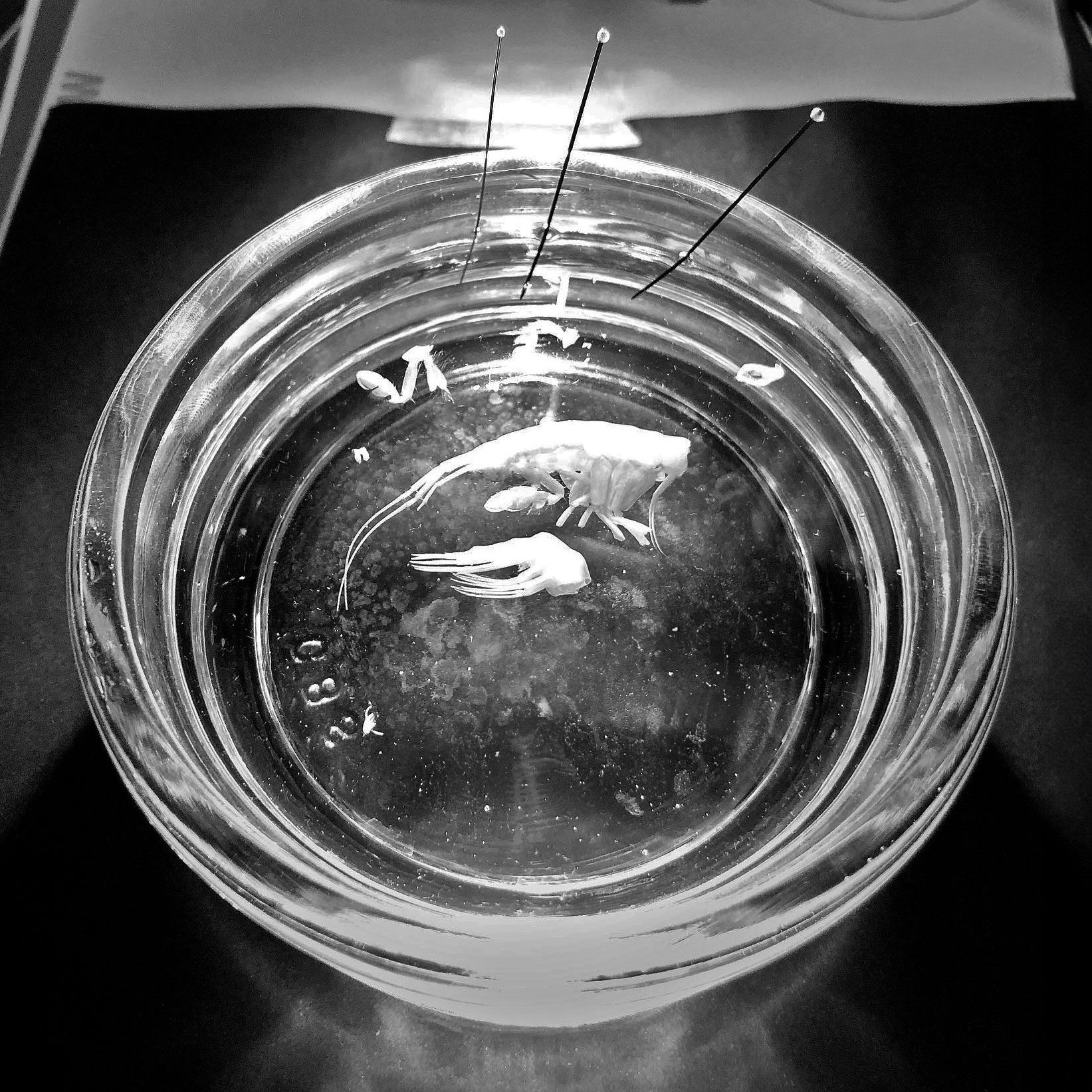 Taxonomy Lab