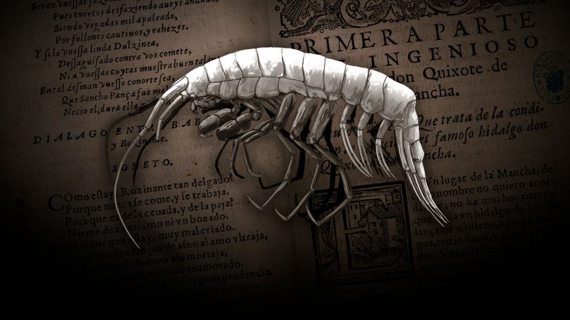 amphipod