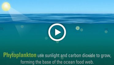 Ocean Carbon Pump
