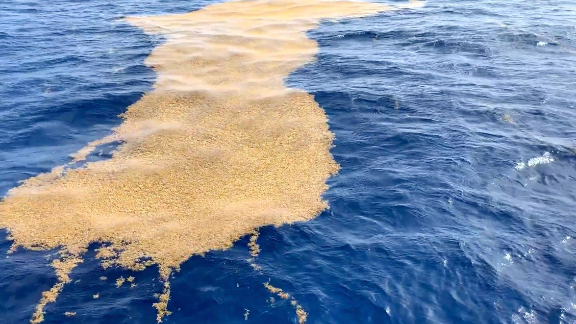 sargassum