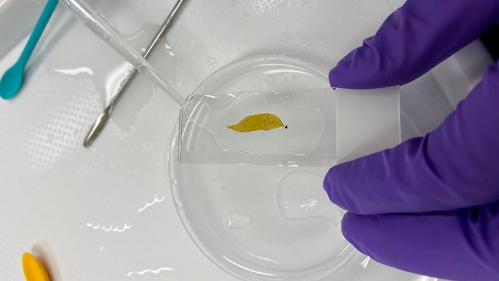 Scientists from the Woods Hole Oceanographic Institution identify heat-resistant kelp strain