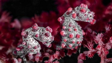A pygmy seashorse pair on a coral reef in Indonesia. (Photo by David P. Robinson / Ocean Image Bank)