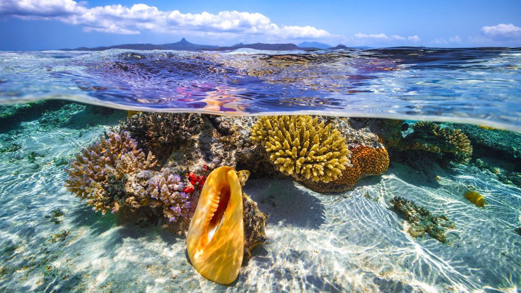 coral