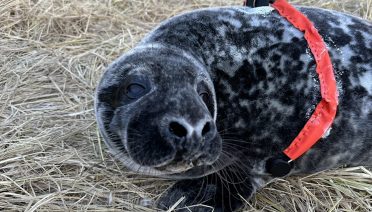 A research pilot program on Sable Island, Nova Scotia, is fitting heart monitors on grey seal pups to collect information on activity, heart rate, and EKG readings. ©Woods Hole Oceanographic Institution
