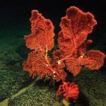 deepsea coral