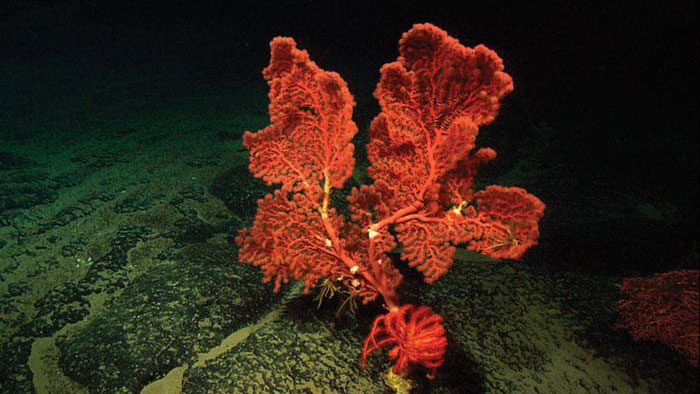 deepsea coral