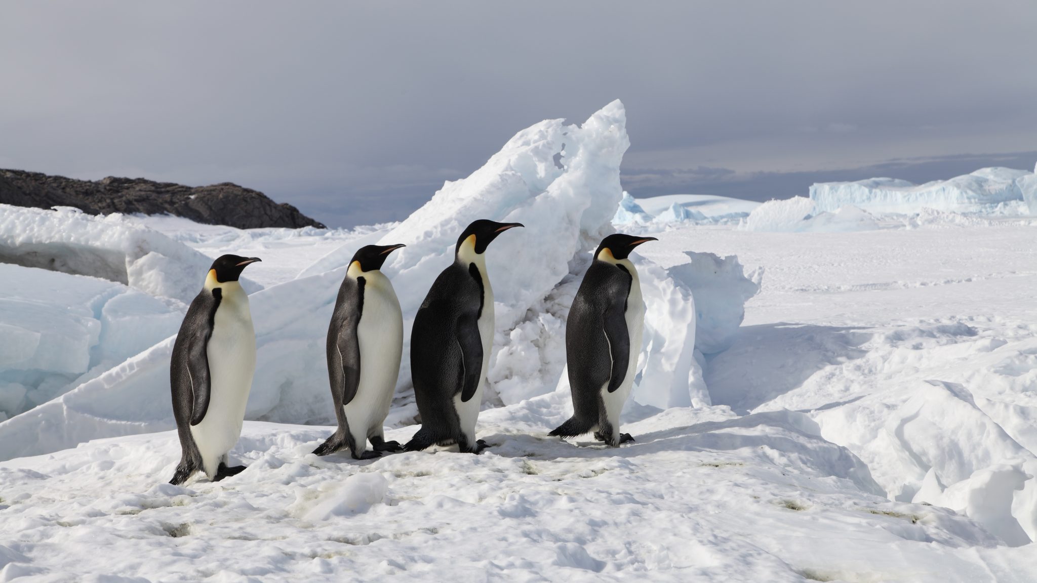 New study calls for uplisting emperor penguins to threatened on IUCN Red List