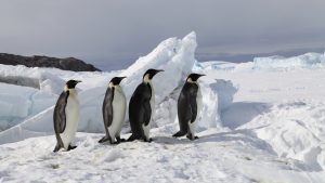 Emperor Penguins