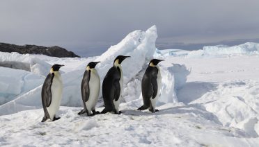 Emperor Penguins