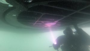 WHOI Diver