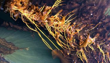 A strand of sugar kelp being experimentally farmed in New Castle, NH. Kelp and other seaweeds provide essential micronutrients and bioactive compounds for human health. (Photo by: David Bailey, ©Woods Hole Oceanographic Institution)