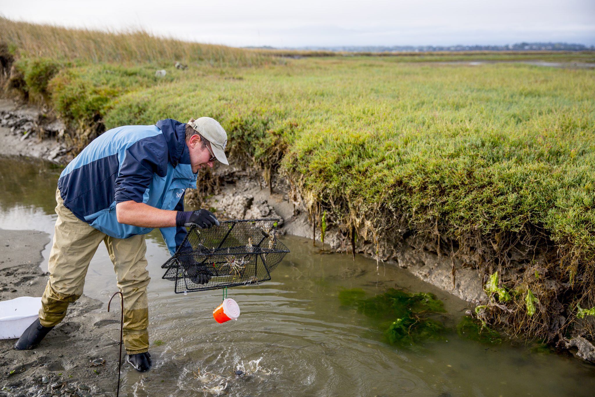 Researchers to map the genome of the invasive European green crab