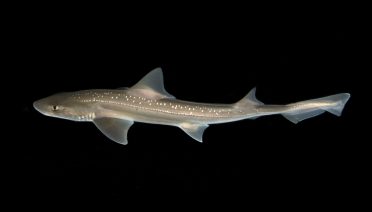 The rig shark is a small species of shark, growing to just about 5 feet in length. Scientists found it made a sound like a crackle of electricity when held. (Photo by © Paul Caiger)