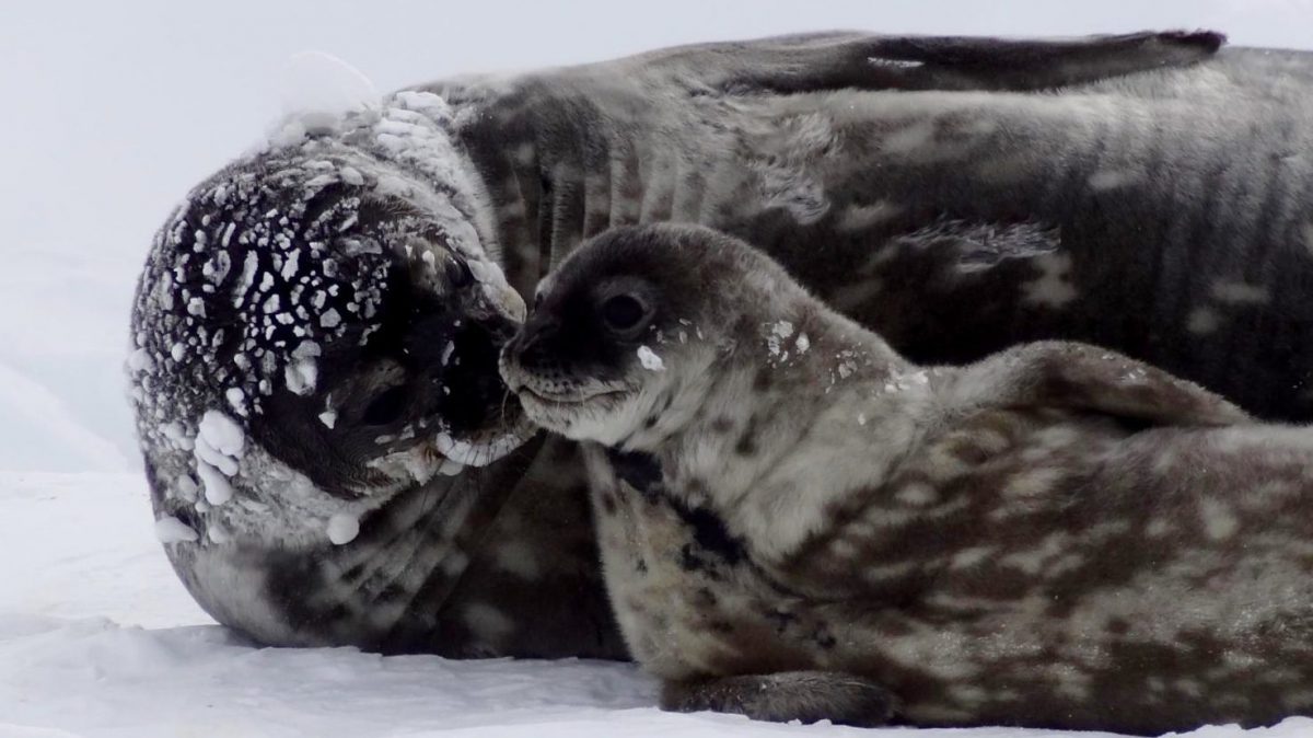 Weddell seal and pup