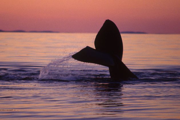 Robots4Whales