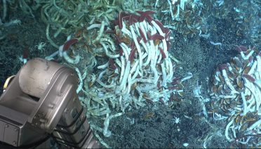 Tica hydrothermal vent