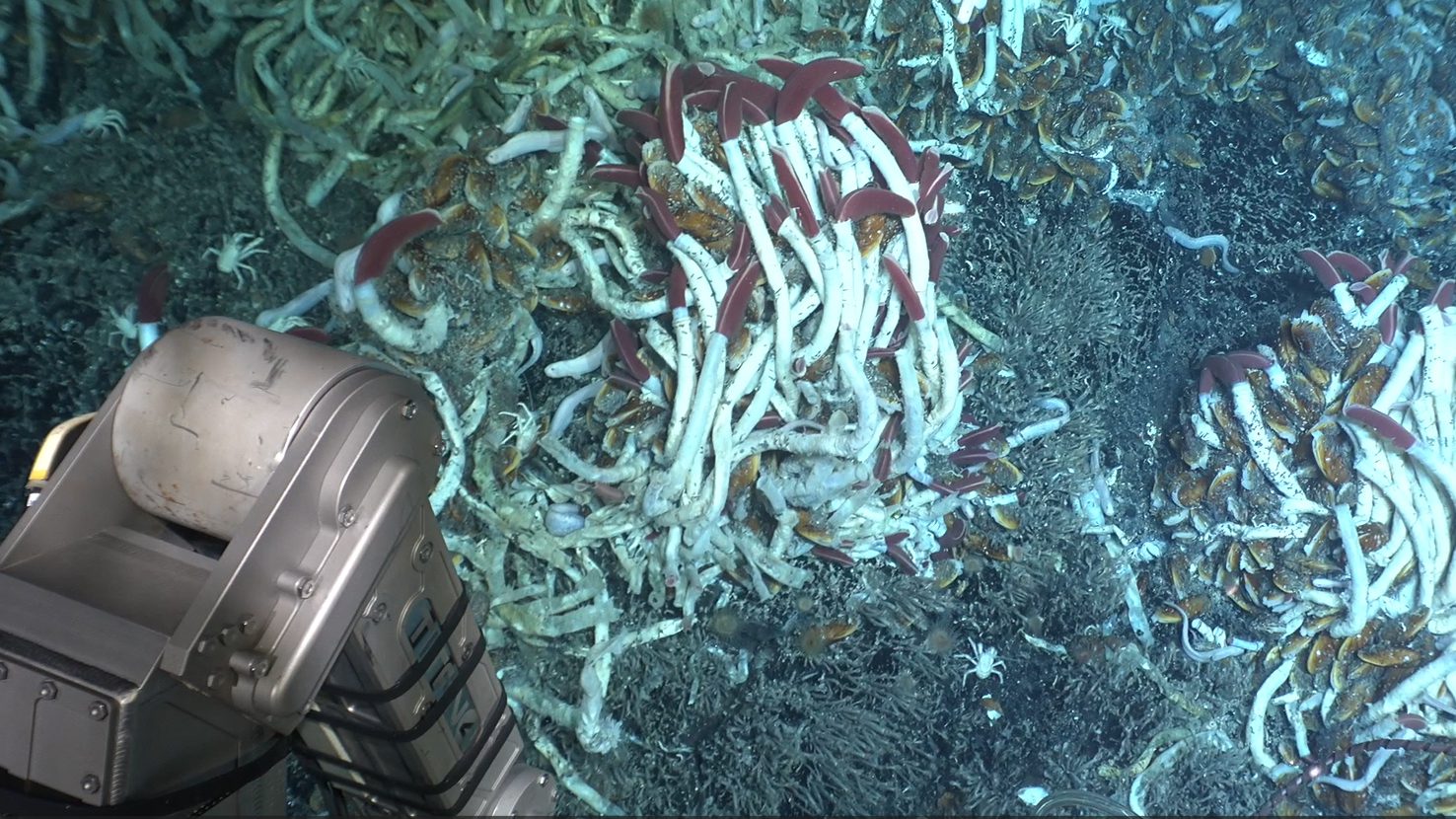 Tica hydrothermal vent