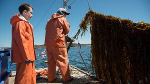 kelp farming