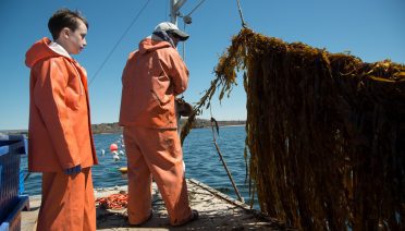kelp farming