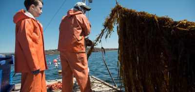 kelp farming