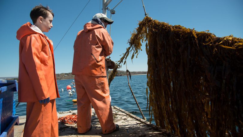 kelp farming